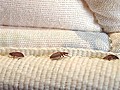 BED BUG TRAVEL TIPS