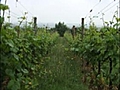 L’intérêt de l&#039;enherbage d&#039;une vigne