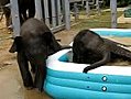 Elephants in the Pool