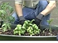 May Gardening Tips - Vegetables and Herbs