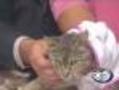 'Nila' - Domestic Shorthair Mix - #A05249941