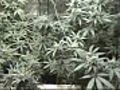 Maine names companies to run marijuana dispensaries