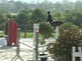 cheval a vendre