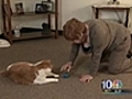 Heroic Feline Saves Owner