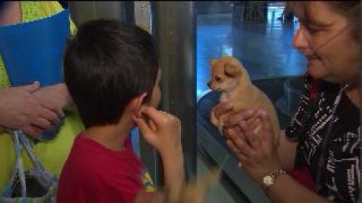 Stranger buys autistic boy new puppy