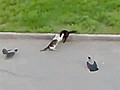 Confusing Cat Crow Fight