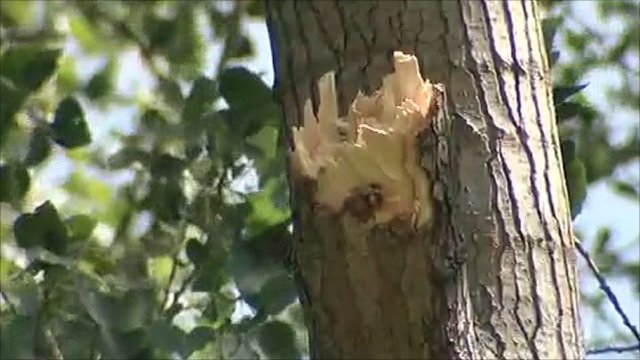 Falling branch kills schoolgirl in Yaxley,  Peterborough