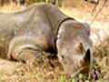 Death of a Black Rhino