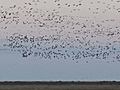 Annual geese &#039;Fly Off&#039;