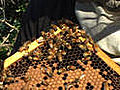 How to Create a Honey Bee Hive
