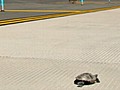 JFK Runway Becomes Turtle Crossing