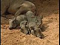 &#039;Baby boom&#039; en el Bioparc de Valencia