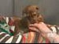 Caring For Pets With Disabilities