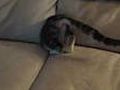 Kitty hides in couch!