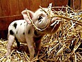 Are Mini Pigs New Trend?
