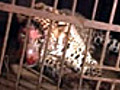 Leopards vs Man: It&#039;s a wild conflict in Mumbai