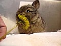 Şirin yavru tavşan çiçek yiyip yüzünü temizliyor