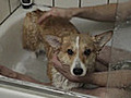 How to Bathe Dogs That Hate Water