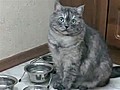 Cat Not Interested In Diet