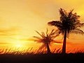 Wild Palms Stock Footage