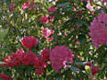 Rhododendron time-lapse