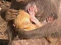 Israeli Zoo Welcomes Birth of a Female Orange Baboon