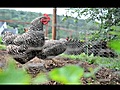 Chickens and gardening for relaxation