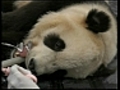 Giant panda on the mend