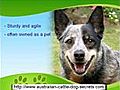 Australian Cattle Dog