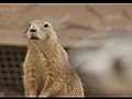Natural World - Prairie Dogs Talk Of The Town (2010)