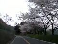 桜満開の海津大崎 20