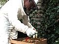 Urban Bee-keepers Hope to Halt British Decline