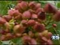 Late Spring Rain Hurting California Pistachio Crop