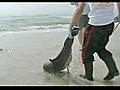 Surge in dolphin deaths spark concern in Gulf