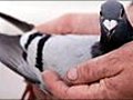 AUDIO: Are pigeons beautiful birds or vermin?