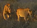 Lions Continue Mating