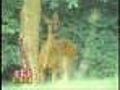 Upcoming Bow-Hunting Season Triggers More Debate