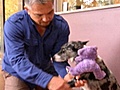 Dog Whisperer - Squeaky Toy Trauma