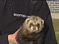 Fare-dodging ferret