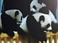 Playing pandas wow China