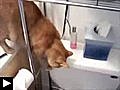 Les chats aiment tirer la chasse d’eau - Compil&#039;