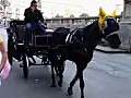 Royalty Free Stock Video HD Footage Horse Drawn Carriage Passes By in Palermo,  Sicily