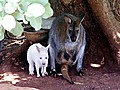Rare White Baby Wallaby