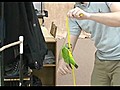 20 Parrot Tricks In 2 Minutes