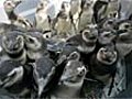 Brazilian conservationists rescue stranded penguins