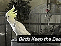 News: Birds Keep The Beat