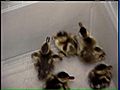 Ducks rescued from Lake Shore Drive