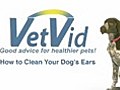 How to Clean Your Dog’s Ears - VetVid Episode 003