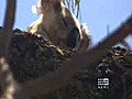 Concerns for cyclone-affected koalas