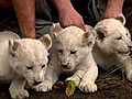 1,  2, 3 White Lions Cubs